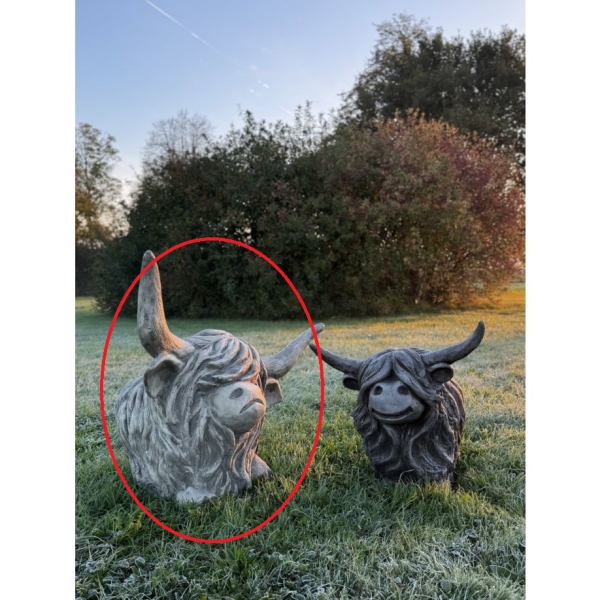 Westhighland Rind Archie